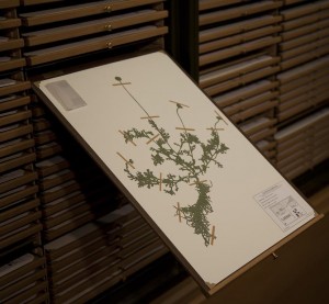 Figure 10. Jenny Yurshansky, Blacklisted: A Planted Allegory (Herbarium), detail of hand-cut silhouette. Photo: Jenny Yurshansky.
